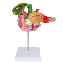 LifeSize Anatomical Pancreas and Digestive System Model with Accurate Detail for Medical Teaching