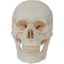 Life Size Human Skull Model with Removable Cap and Full Teeth for Medical Study