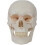 Life Size Human Skull Model with Removable Cap and Full Teeth for Medical Study 1