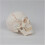 Life Size Human Skull Model with Removable Cap and Full Teeth for Medical Study 3