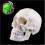 Life Size Human Skull Model with Removable Cap and Full Teeth for Medical Study 5