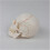 Life Size Human Skull Model with Removable Cap and Full Teeth for Medical Study 4