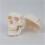 Life Size Human Skull Model with Removable Cap and Full Teeth for Medical Study 2