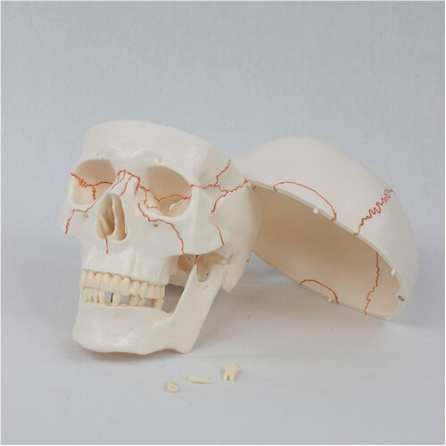 Life Size Human Skull Model with Removable Cap and Full Teeth for Medical Study 1