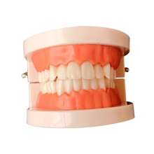 Dental Teaching Model with Large Size Implant and Prosthesis for Kids Tooth Brushing Education