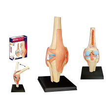 Knee Joint Model 23Part Anatomical Design with Ligaments for Medical Teaching and Study