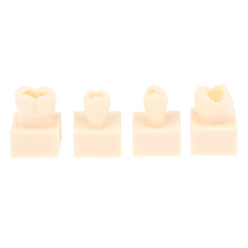 Resin Teeth Practice Model with Durable Realistic Design for Student Dental Training 8X 1