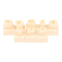 Resin Teeth Practice Model with Durable Realistic Design for Student Dental Training 8X