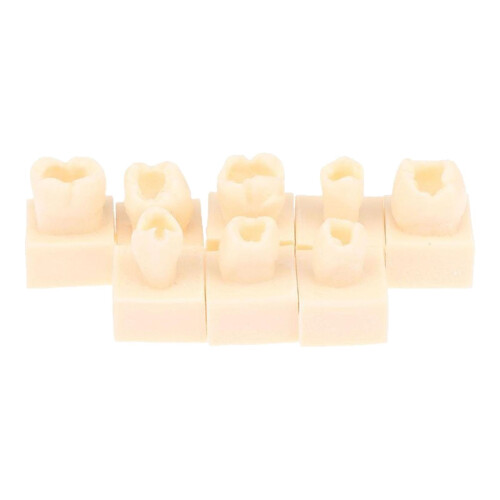 Resin Teeth Practice Model with Durable Realistic Design for Student Dental Training 8X