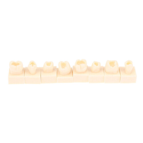 Resin Teeth Practice Model with Durable Realistic Design for Student Dental Training 8X 2