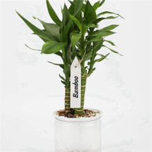 400 StüCk Kunststoffetiketten für GäRtnereien, Gartenstecker, Weiß, 10 X 2 cm