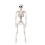 2X Halloween Skeletons Decorations, Posable Plastic Skeleton, Full Body Skeleton with Movable Joints 3