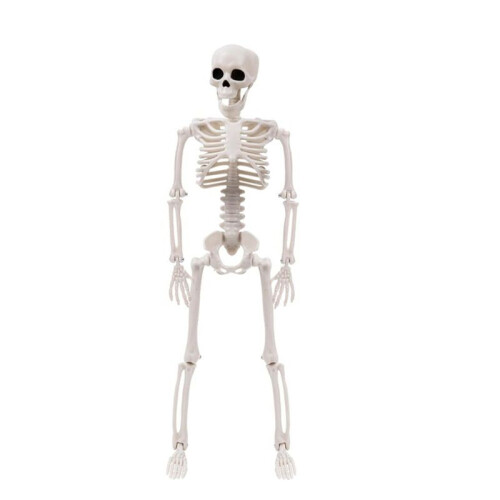 2X Halloween Skeletons Decorations, Posable Plastic Skeleton, Full Body Skeleton with Movable Joints 2