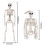 2X Halloween Skeletons Decorations, Posable Plastic Skeleton, Full Body Skeleton with Movable Joints 4