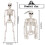 3X Halloween Skeletons Decorations, Posable Plastic Skeleton, Full Body Skeleton with Movable Joints 5