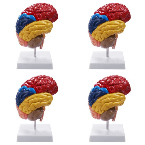 4X Cerebral Anatomical Model Anatomy 1:1 Half Brain Brainstem Teaching Lab Supplies