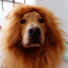 A Cute Pet Dog Cosplay Clothes Lion Mane for Dog Costumes Realistic Lion Wig for Medium to Large Dog+Ear Pet Supplies