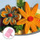 Guide Quilling Board Portable Quilling Knitting Board Paper Grid Guide Winding Disc with Pins Storage Box 5