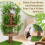 Cozy Cat Perch with Natural Green Surroundings 11