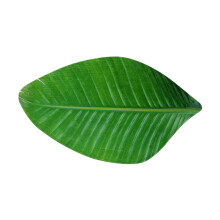Green Leaves Floor Mat Doormat Water Absorbent for Living Room 39x70cm