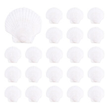 Concha de Vieira Natural de 25 PeçAs, Especial para ProduçãO Criativa Artesanal DIY Concha de ColoraçãO Criativa Artesanal DIY