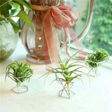 Pack 10 Air Plant Holder Air Plants Holders Tillandsias Display Air Purifying Plant Container Air Fern Stand, Silver