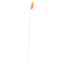 120 Stuks Herfst Gedroogde Bloemen Konijnenstaarten Gedroogde Bloemen Lagurus Ovatus Konijn Staart Gras voor Gedroogde Bloemen (Oranje)