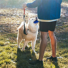 Dog Scent Training Kit, Scent Work Training Kit for Dogs Nosework for Dog Mental Stimulation Agility Training Equipment