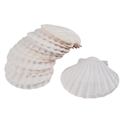 45 PeçAs Natural Sea Shell  Branco, Conchas de Vieira de 4-4,7 Polegadas para Artesanato DIY, Servir Comida, Assar e Mais 2