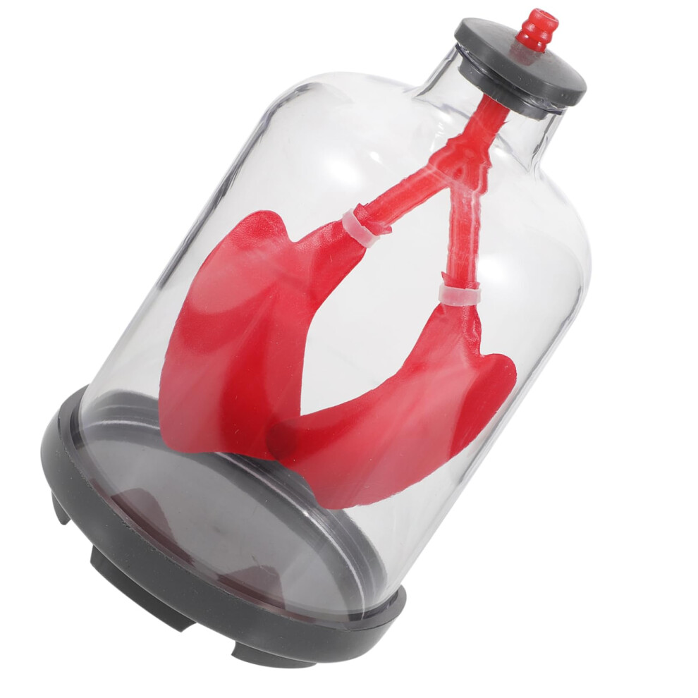 Human Lung Breathing Model with Realistic Simulation for Classroom Anatomy and Respiratory Teaching