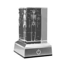 3D-Lasergraverade Mänskliga Skelettkristallkubfigurer, Medicinska Vetenskapspresenter, Anatomisk Organmodell, Pappersvikt B