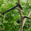 Branch Spreaders Plant Stem Traine Fruit Tree Branch Puller Tying Machine Farm Tools New Plum Tree Open Angle Pull 5