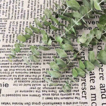 24Pcs Dried Eucalyptus Branches Greenery Stems,17 Inch Real Natural Live Eucalyptus Leaves Plant Greenery Decor