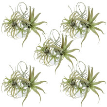 20Pack KüNstliche Ananas Gras Luft Pflanzen Gefälschte Blumen Faux Flocking Tillandsia Bromelien Hausgarten Dekor