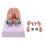 Life Size 8Part Human Brain Model with ColorCoded Anatomy and Display Base for Classroom Study 3