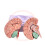 Life Size 8Part Human Brain Model with ColorCoded Anatomy and Display Base for Classroom Study 2