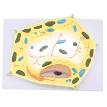 Plant Cell Model 2000X Enlarged View with Digital Labels, Durable PVC Biology Teaching Aid