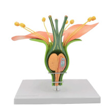 Flower Anatomy Model 14x Magnified Dicotyledon Structure with Detachable Parts for Classroom Teaching