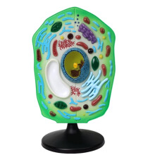 Plant Cell Model with Detachable Organelles, 3D PVC Biology Teaching Display for Classroom