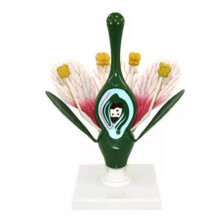 Biology Flower Model PVC Peach Blossom 3D Dicotyledon Anatomy Display with Realistic Detailing