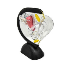 Female Reproductive System Model Transparent Uterus Model Female Anatomical Model for Teaching Or Medical Presentations