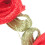 100 roses en tissu avec nœuds pour 8