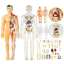 3D Human Anatomy Model for Kids Half and Full Transparent Skeleton Educational DIY Science Kit