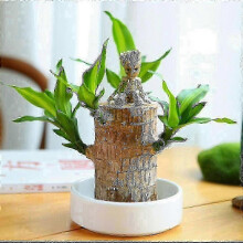 Mini Brazil Lucky Wood - Magical Sprouting Lucky Bamboo Wood - Hydroponic Potted Plant Stump Small Mini Plant - Hydroponic Lucky Wood - Indoor Office