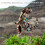 Mechanical Dragon Building Kit with Poseable Joints and Mechanical TRex Model for Display 5