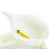 60Pcs  Calla Artificial Flower Bouquet Wedding Decoration DIY Wreath Gift White 5