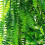 2X Samambaia Persa de 33 Polegadas Deixa Videiras DecoraçãO Do Quarto Pendurado Planta Artificial Folha Grama Festa de Casamento DecoraçãO Varanda 3