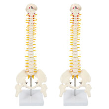 2pz 45Cm Flessibile 1: 1 Modello Lombare per Colonna Vertebrale per Adulti Modello Scheletro Umano con Disco Pelvico Modello Bacino Utilizzato per