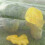 3X 10Mx2M Insect Bug Fly Fruit Cage Mesh Net Netting Vegetable Plant Protection 5