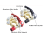 Accupoolklemmen 6V, 12V, 24V - set van 2 stuks 7